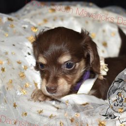 Choc and cream girl - Chocolate and tan female Dachshund puppy in Seminary, Mississippi from Down South Mavericks Dachshunds