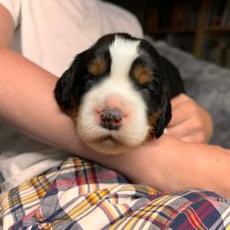 Gilbert - Black white and tan male English Springer Spaniel puppy in Battle Creek, Michigan from Eden Springer Spaniels