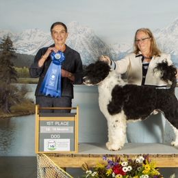 Gus - Portuguese Water Dog