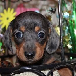 Girl 2 - Dapple female Dachshund puppy in Craig, Colorado from Rocky Mountain Shih Tzus and Dry Creek Miniature Dachshunds