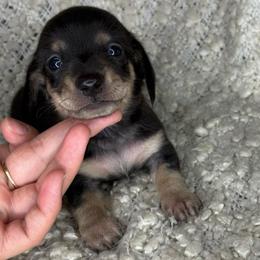 Jason - Black and cream male Dachshund puppy in Tulare, California from Dreamy Creamies