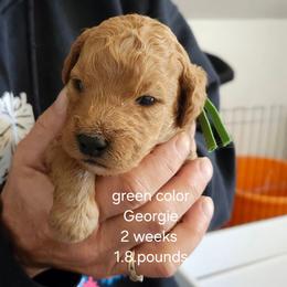 Green collar, Georgie - Apricot female Goldendoodle puppy in Fairmount, Indiana from Capens' Doodles,Poodles and Poo's