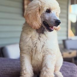 Strudel - Cream male Poodle puppy in Pella, Iowa from Prodigy Farms Therapy Dogs
