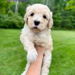 Sparkler - Yellow and white female Bernedoodle puppy in Midland, Michigan from Northern Charm Farm