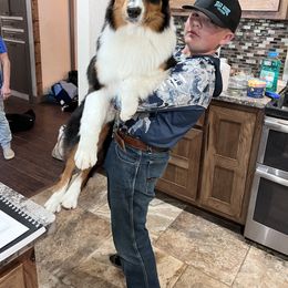 Australian Shepherd All Grown Up from Kade’s Stock Dogs