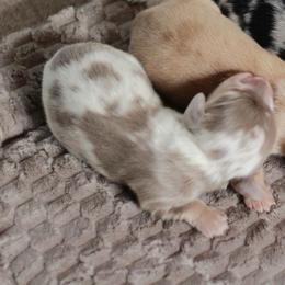 Girl 1 AKC 5000 - Dapple female Dachshund puppy in Krum, Texas from Tired Chef Dachshunds