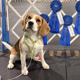 Beagles from Knappogue Beagles