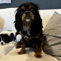 Twlight - Cavalier King Charles Spaniel
