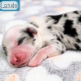 Lando - Blue merle male Miniature Australian Shepherd puppy in Punta Gorda, Florida from Christie's Creekside Aussies