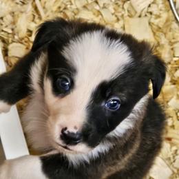 Seal male - Seal male Border Collie puppy in Paige, Texas from 3D Mini Dachounds