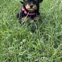 Yorkshire Terrier Puppies from Elite Yorkies AZ