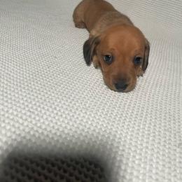 Buddy - Red male Dachshund puppy in Colonial Heights, Virginia from Mimi’s Doxies