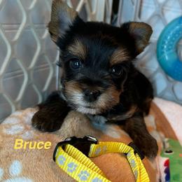 Bruce - Black and tan male Yorkshire Terrier puppy in Ashland, Kentucky from Yorkie Paw