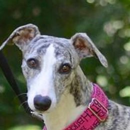Dachshunds and Whippets from Pipers Whippets and Dachshunds