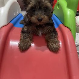 Yorkshire Terrier Puppies from The Yorkie Armory