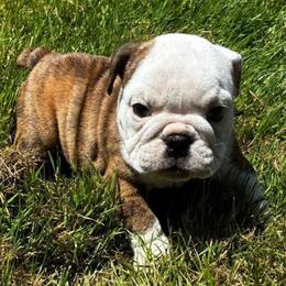 Theona - Red brindle female Bulldog puppy in Arlington, Washington from Stout's Hunting Labs and trsbullies