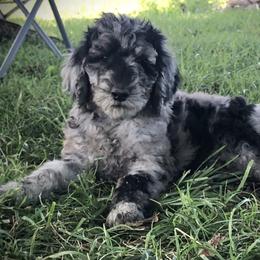 Tumnus - Merle Goldendoodle puppy in Kansas City, Missouri from Beary GoldenDoodles