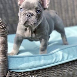 French Bulldog, Maltese, Poodle, and Yorkshire Terrier Puppies from Silver Lining