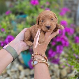 Light Pink - Red  female Goldendoodle puppy in Somerville, Alabama from Southern Enchanted Doodles