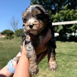 Piper - female Australian Mountain Doodle puppy in Hesperia, Michigan from C4 Ranch