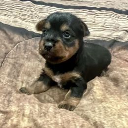 Jagger - Black and tan male Yorkshire Terrier puppy in Crossville, Tennessee from Lil Britches Yorkies