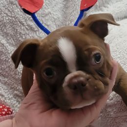 Boston Terriers from Hope's Bossie Bostons