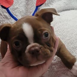 Boston Terriers from Hope's Bossie Bostons