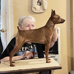 Gabey Baby - Miniature Pinscher