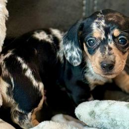 Eclipse - Dapple male Dachshund puppy in Salem, Oregon from Longdox Mini Dachshunds