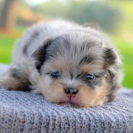 Trixie - Blue merle female Pomeranian puppy in Bremen, Indiana from AMS Pomeranians and Pomskies in Indiana