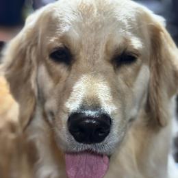 Honey - Golden Retriever