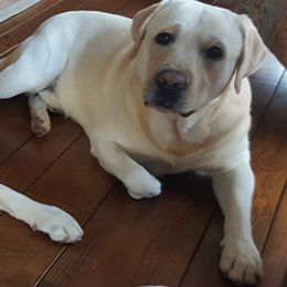 Labrador Retrievers from Persimmon Hill Labs