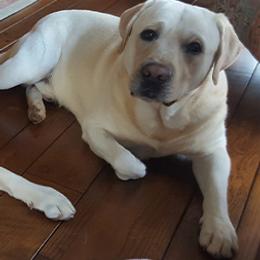 Labrador Retrievers from Persimmon Hill Labs