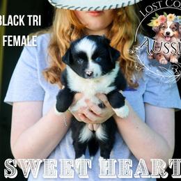 Sweet Heart - Black tri female Miniature American Shepherd puppy in Ferndale, California from Lost Coast Aussies