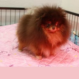 Tiffany - Chocolate and tan female Pomeranian puppy in Bonadelle Ranchos, California from Strawberry Pom Poms
