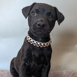 Patterdale Terrier puppies from Moormont Kennels