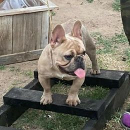 French Bulldogs from Barrebabybullz Designer Dogs