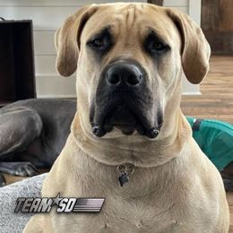 Boerboel Puppies from Team SD Boerboels
