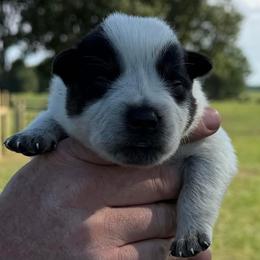 Logan - Blue male Australian Cattle Dog puppy in Devalls Bluff, Arkansas from Coolhand's Australian Cattle Dogs