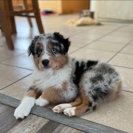 Aussiedoodle, Australian Shepherd, Poodle, Shihpoo, and Shih Tzu Puppies from Rockiń N Kennel