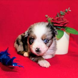 Crystal Gayle - Blue merle female Toy Australian Shepherd puppy in Shepherd, Texas from GAMALA Farm & Kennels