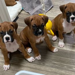 Boxers from JaDor Boxers