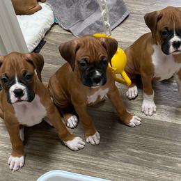 Boxers from JaDor Boxers