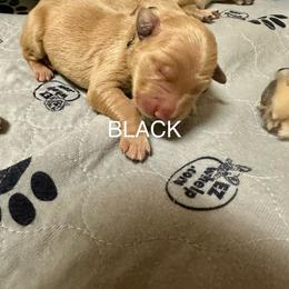 Black Collar - Golden male Golden Retriever puppy in Tulsa, Oklahoma from Triple J Goldens, LLC