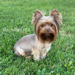 Hazel - Yorkshire Terrier
