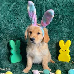 Sour Patch (Green Collar Boy) - Dark golden male Golden Retriever puppy in Peoria, Arizona from Dani’s Dawgs