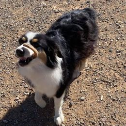 BeBe - Miniature Australian Shepherd