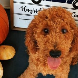 Goldendoodles from Deer Camp Doodles