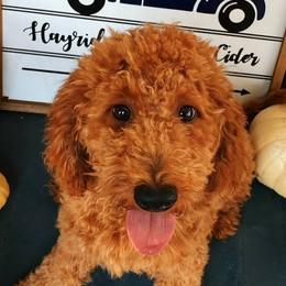 Goldendoodles from Deer Camp Doodles