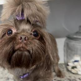 Shih Tzu Puppies from Mosley Kennel Shih Tzu